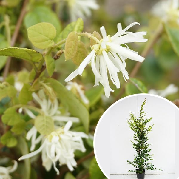 131.　トキワマンサク　抜き苗 131. トキワマンサク 抜き苗