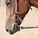 Classic Equine Sherry Cervi Diamond Long Shank Chain Gag Bit