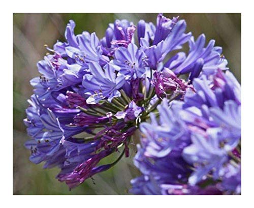 SANHOC Graines Paquet: Agapanthus praecox SSP est - Lily - 10 seedsSEED Cover