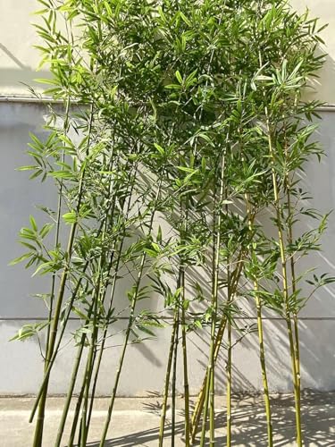 varayumi |_ lH| ډB K[fjOtFX [  30{ 50{ |̗t |tFX V~[V| O[tFX O Ԏd؂ | |̏ {  lHϗtA Ηt p[eBV | z[