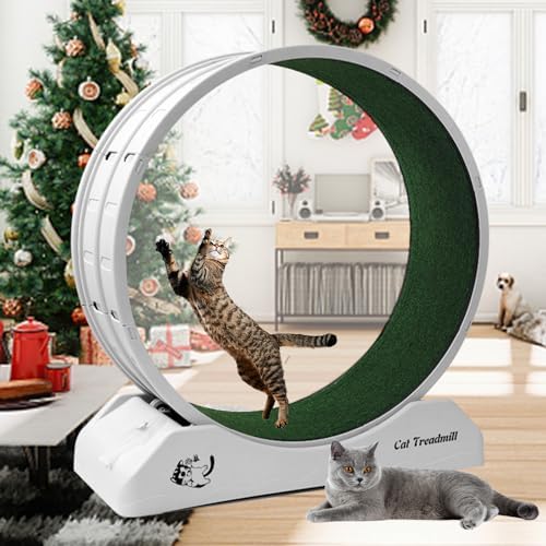 Rueda Para Ejercitar Gatos, Cinta De Correr De Plástico Para