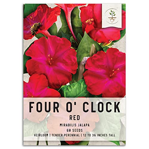 Grow Four O'Clocks From Seed Say Hello to Beautiful Blooms Peace