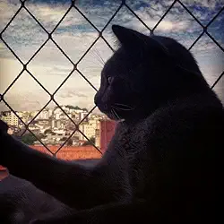 Kit Completo Rede Tela De Proteção Para Sacadas Janelas Gatos Crianças - 3m X 1,30m