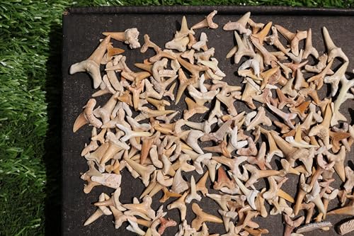 Image of Great Collection of Shark Teeth Fossil Shark Teeth Fossils for Kids Fossils from Morocco A248