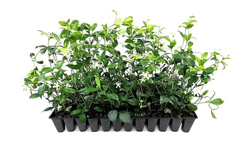 Star Confederate Jasmine | 10 Live Plants | Trachelospermum jasminoides