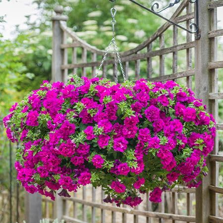 100 Stück doppelte Petunien-Blumensamen, lila 100 Stück doppelte Petunien-Blumensamen, lila