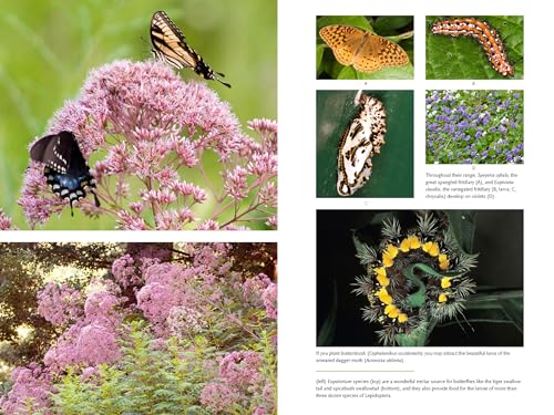 Bringing Nature Home: How You Can Sustain Wildlife with Native Plants, Updated and Expanded - Image 7