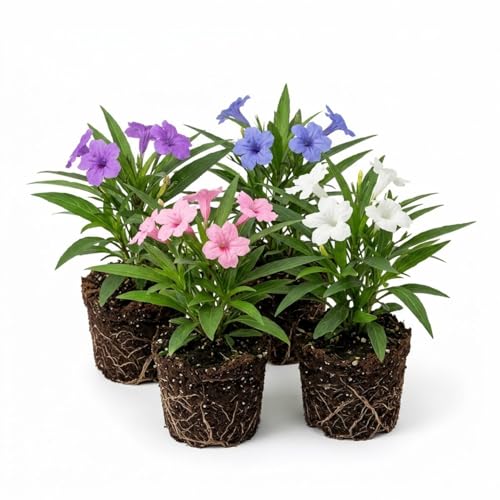 4 Mexican Petunia Live Plants 47 Inches Tall Mexican Petunia Flowering Plants for Borders Beds or Landscape (Mix)
