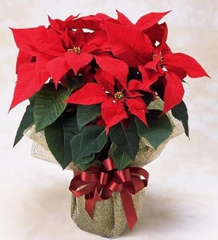 Amazon 特選ポインセチア クリスマスの大定番 花 観葉植物 フラワーギフト オンライン通販 Amazon 特選ポインセチア クリスマスの大定番 花 観葉植物 フラワーギフト オンライン通販