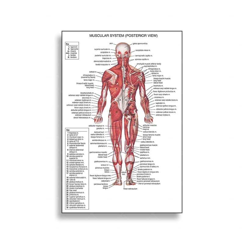 1pc anatomie humaine système musculaire affiche anatomie diagramme humain médical mur Art Photo imprimer éducation médicale bureau décoratif Mural ( Couleur : Jaune , Size (Inch) : 50X75cm Unframed )