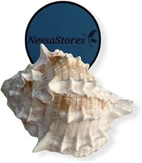 NessaStores - Pink Murex Phyllonotus erythrostomu Hermit Crab Sea Shell 3 1/2