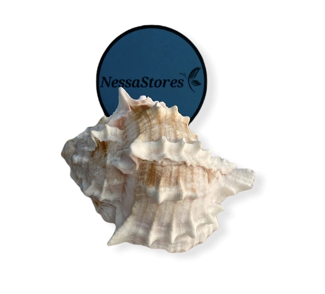 NessaStores - Pink Murex Phyllonotus erythrostomu Hermit Crab Sea Shell 3 1/2" - 4" #JC-041 (3 pcs)