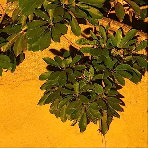 Hablentro en el 20&ordm; FICM: Lorena Valencia de "Cuanacaquilitl" | Cortometraje seleccionado copertina