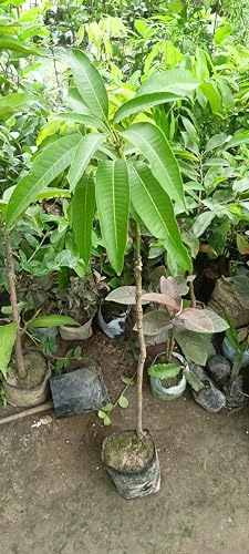 Image of Mallika Mango Plant Grafted Fruit After 1-2 Years Hybrid Live Fruit Tree Height 3 Feet, Pack Of 1 Plant PB 56