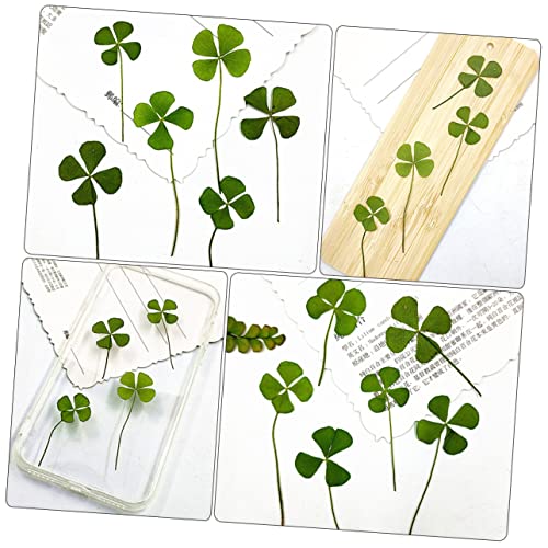 Cabilock 24pcs natural trébol prensado para manualidades miniatura 6