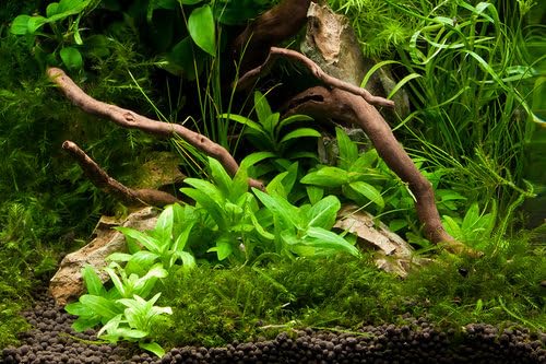 Staurogyne Repens Bunch (S. Repens) – BUY 3 GET 1 FREE – Live Freshwater Aquarium Plant