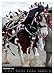Shire Horse - Decorated Giants (Wall Calendar 2026 DIN A2 High), CALVENDO Monthly Calendar: Traditionally Decorated Shire Horse