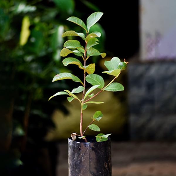Image of 1 BIG SIZE ALL TIME GUAVA FRUIT PLANT GRAFTING OUTDOOR GARDEN LIVE ORGANIC TREE