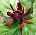 Carolina Sweetshrub 5 Seeds/Seed - Calycanthus - Shrub
