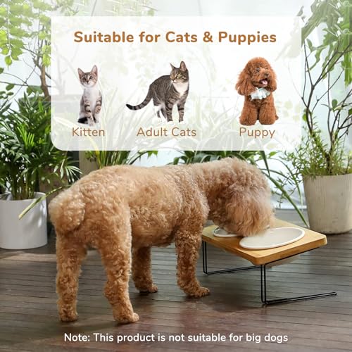 Fukumaru CC50 Elevated Cat Ceramic Bowls, Small Dog 15° Tilted Raised Food Feeding Dishes thumb #1