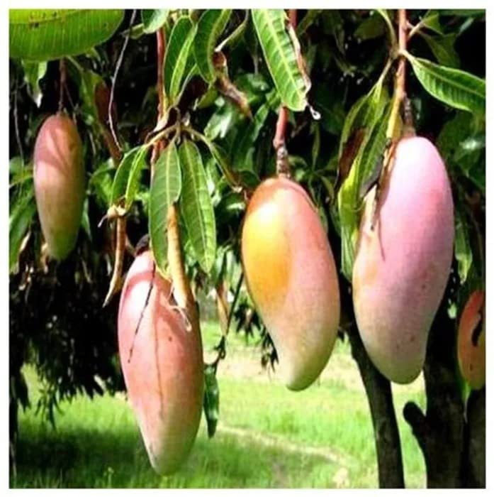 Cloud Farm Totapuri Mango Hybrid Live Plant-Grafted Healthy Outdoor Plant CF_293 (B0BDXPQJP4) Amazon Price History, Amazon Price Tracker
