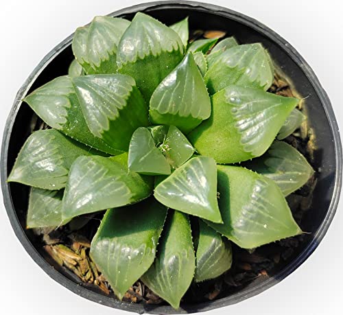 MVM e-comerce Live Succulent Plant Haworthia mutica(Limited) for Home,Gift,Indoor (B08FGBLNYP) Amazon Price History, Amazon Price Tracker