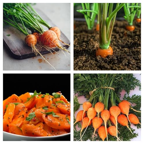 Semi di Carote Rotonde Parijse, Adatte a Terreni Poco Sciolti, 1000 Semi