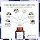 Zellenergie - NAD+ Faktor - mit Nicotinamide-Riboside 300mg (NR) - NAD Komplex - Betain, Resveratrol, Coenzym Q10, Taurin & Vitamin B3 - laborgeprüft in Deutschland – 90 vegane Kapseln von NATURTREU