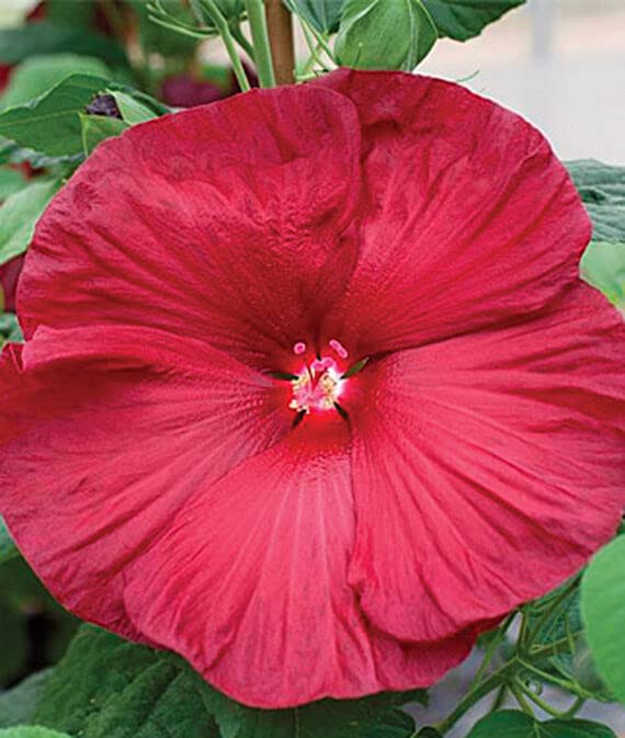 VibeX Hibiscus, Honeymoon Red -50 Seeds (B0BBG1K8JL) Amazon Price History, Amazon Price Tracker