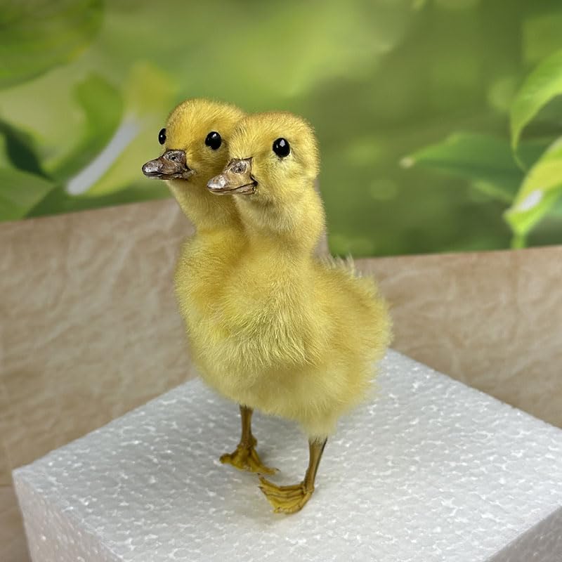 Animal specimens Filled with Real Eurasian Goose/Duck specimens Teaching/Decoration/Props Decoration (Yellow - Two-Headed Duckling)