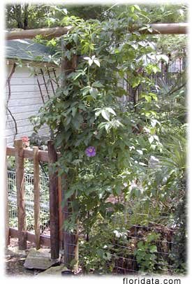 Edible Passion Vine Plant - 4" Pot - Passiflora Caerulea - Exotic! #TOP2