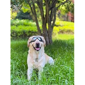 Sanplmg Dog Soft Cute Sunglassespet Gogglesflexible Framewind Proofdust Proofeye Protectionwith Adjustable Strapsfor Medium Dogsfor Long Snout Dogs Cyclingskimotorcycle 1packblackgray  Cucciolini Doodles Sanplmg dog soft cute sunglassespet gogglesflexible framewind proofdust proofeye protectionwith adjustable strapsfor medium dogsfor long snout dogs cyclingskimotorcycle 1packblackgray   cucciolini doodles