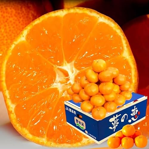 yōN ̌bzx:PQxȏ ԏG݂ n Z^[Iʍ (r`kTCY) F{ō݂ Љϔ ɂ Mtg N wƂĂÁ`݂x茳ւ͂ (QL)