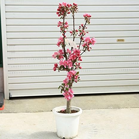 Amazon 庭木 アメリカカイドウ 海棠 かいどう 遠くからでもはっきりわかる真紅のお花 植木 Amazon 庭木 アメリカカイドウ 海棠 かいどう 遠くからでもはっきりわかる真紅のお花 植木
