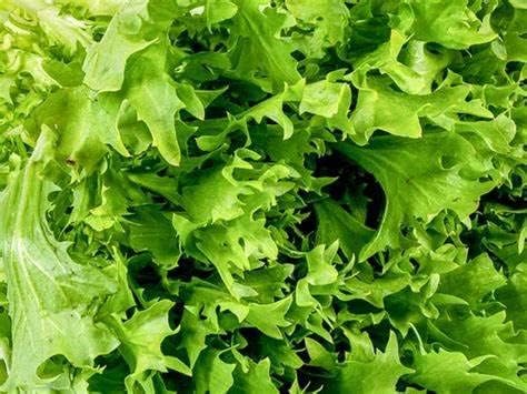 Miniatura 2 de 800 semillas de endiva verdes rizadas para plantar semillas de achicoria no transgénicos más de 007oz de semillas de jardín vegetales supervivencia