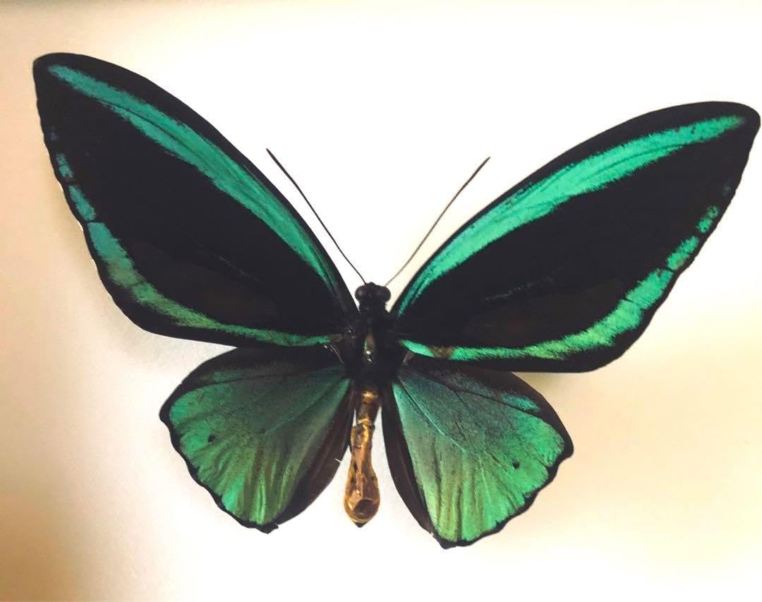 希少蝶標本メガネアゲハ（異常型）蝶標本採取現状品のみケース20x19cm