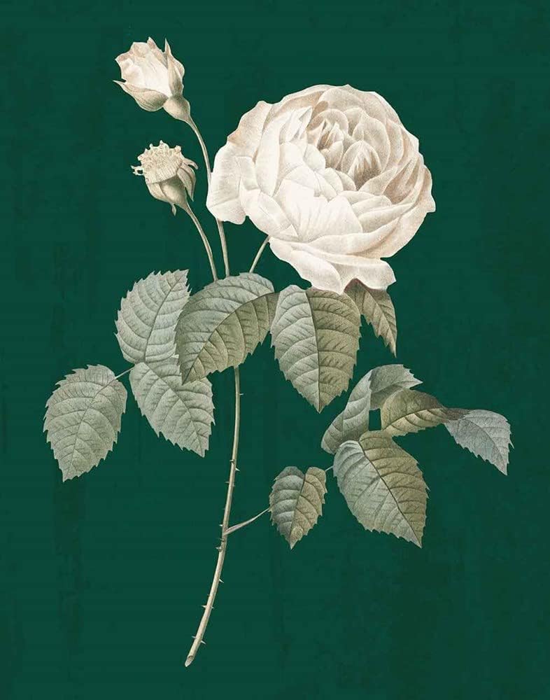 White Roses on Green II by Wild Apple Portfolio Art Print, 16 x 20 inches
