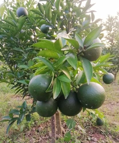 Image of Bigreen Malta /Mousambi Hybrid Live Fruit Plant a€ inch Healthy Bari 1 Citrus Tree (1.5a€ inch3.5 Ft Height) for Home Gardening, Terrace, Balcony, Organic Farming a€ inch Sweet Lime Live Plant - Pack of 1