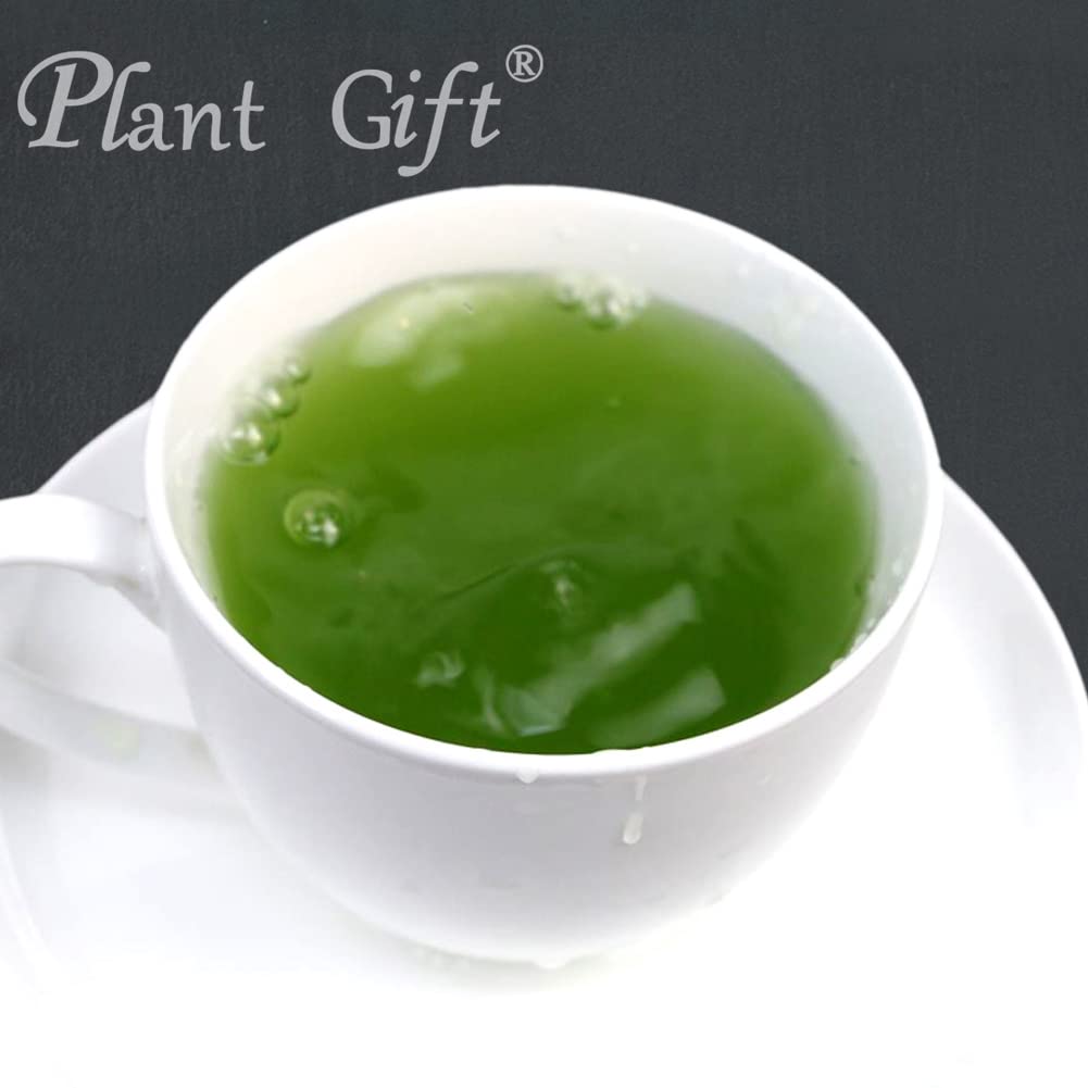 Plant Gift 100% Pur Poudre de Feuilles de Mûrier 桑叶粉, Pour Boissons 100g/3.25oz