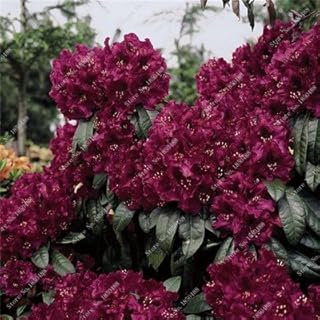 100 Pcs A Bag Rhododendron Azalea Flower Seeds,Raro DIY Plant Home Garden Bonsai,Japan Cherry Sakura Flowerpots