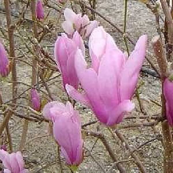 Magnolia 'George Henry Kern' – Magnolia 'George Henry Kern' – Maceta de 50 – 60 cm – Árbol decorativo en flor