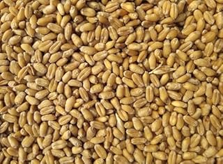 Canada Grown Certified Organic Soft White Wheat Berries 5lbs - Non-GMO, Whole Grain, Food Grade, Vegetarian, Vegan, Buy Local, Support Canadian Farmers