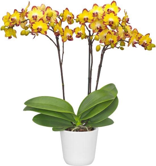 Phalaenopsis papagayo| Orchid Plug Plant