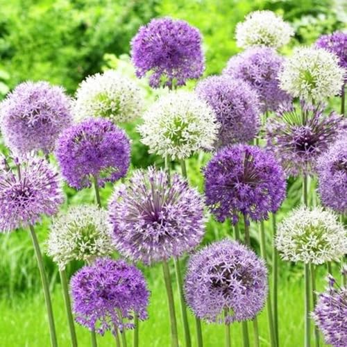 25 pezzi bulbi di aglio ornamentali - decorazioni da giardino, bulbi allium perenni resistenti, perenni resistenti balcone