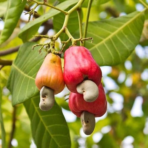 Image of All-Time 12 Months Hybrid GRAFTED Live Fruit Plant Original & Authentic Organic Tree for Outdoor Fast-Growing Fruit Plant Home Gardens Pack Of-1 (Kaju(Cashew) Dry Fruit Plant, Medium)