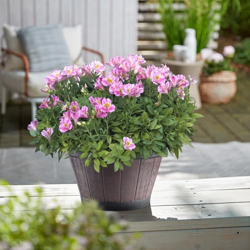 YI Barrel Planters Plant Pot Set of 6 Pack 8 Inch,Durable Plastic Flowerpot Mimics The Design of Wooden Whiskey Barrels,for Indoor & Outdoor Home Plants Essential for Home Gardening.