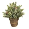 Frosted Spruce Sphere wPot 9 Green