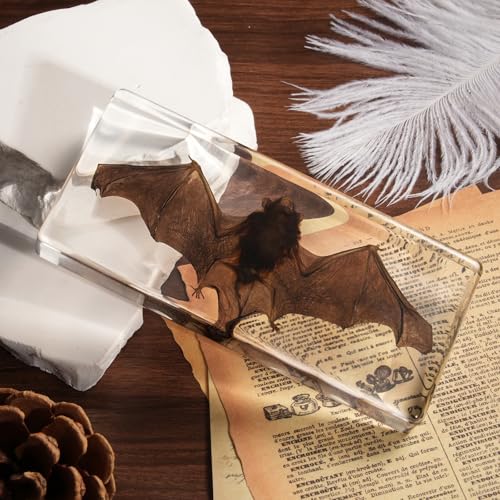 Taxidermy Bat, Real Bats Specimens High Quality Resin Animals for Science Classroom Science Education, Bat Decor Great Gift for Taxidermy, Animal Skull, Oddities, Biology (5.5x2.5x0.7 Inch) - Image 2