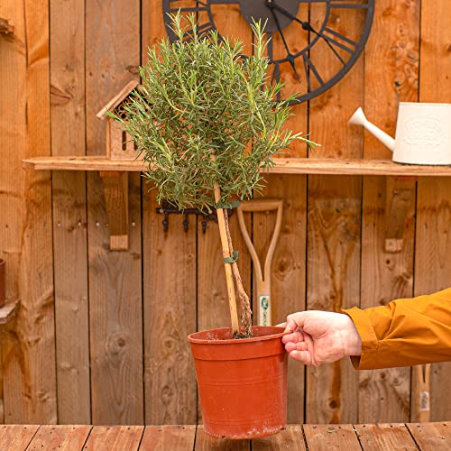 Buisson de Romarin Lollipop | Plante Aromatique fraîche Cuisine Aromathérapie Jardin vert