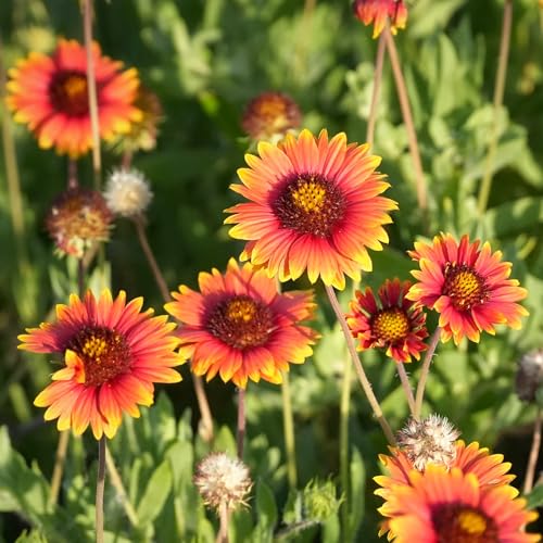 Image of Gaillardia Flower Seeds Pack of 50 Plus Mixed Color Easy Grow Blanket Flowers for Planting Winter Seasonal Seeds for Home Garden Balcony Pots Terrace Decorative Blooming Plants (Gaillardia)